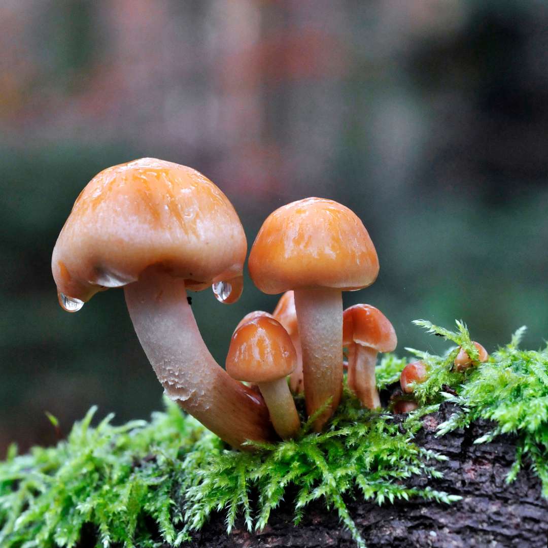 MAST semester 1 picture