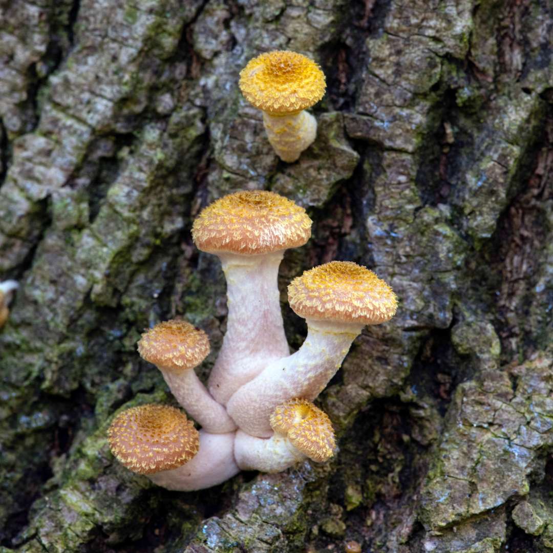 MAST semester 2 picture